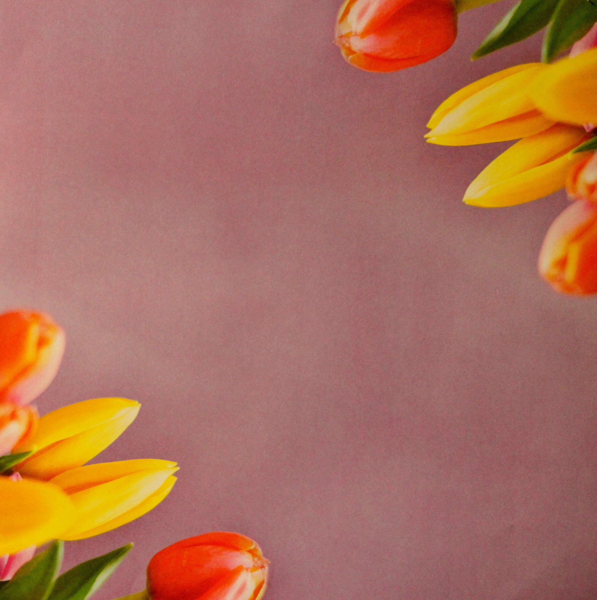DCWV 12 X 12 Photoreal Essentials Spring Tulips Scrapbook Paper