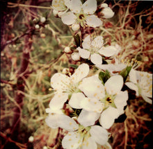 DCWV 12 x 12 Field Of Flowers Glossed Photo Specialty Cardstock Scrapbook Paper - SCRAPBOOKFARE