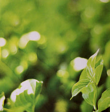 DCWV 12 X 12 Photoreal Essentials Green Plant Scrapbook Paper - SCRAPBOOKFARE